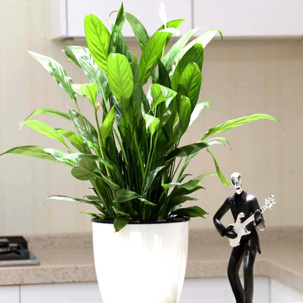 White Portable And Eco-friendl - огляд і ціна Indoor Herb Garden Kit