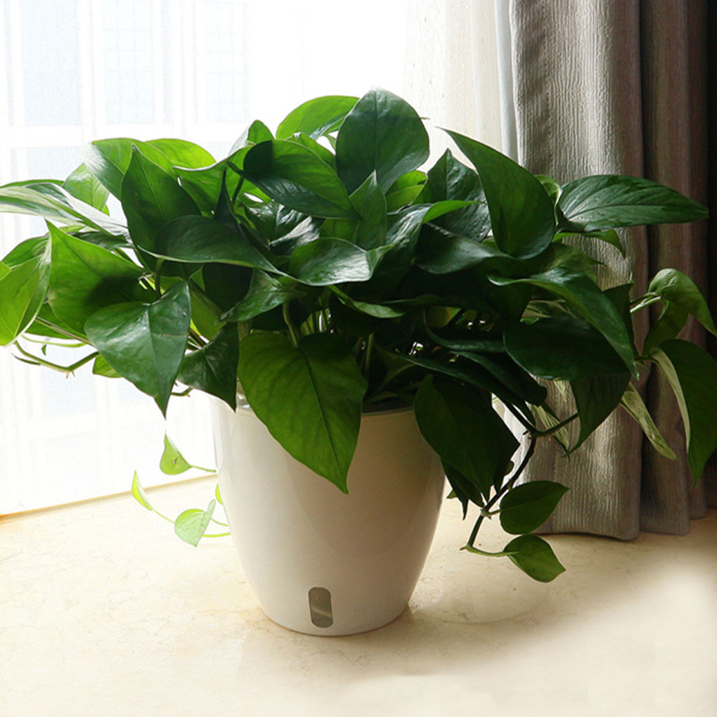White Portable And Eco-friendl - огляд і ціна Indoor Herb Garden Kit